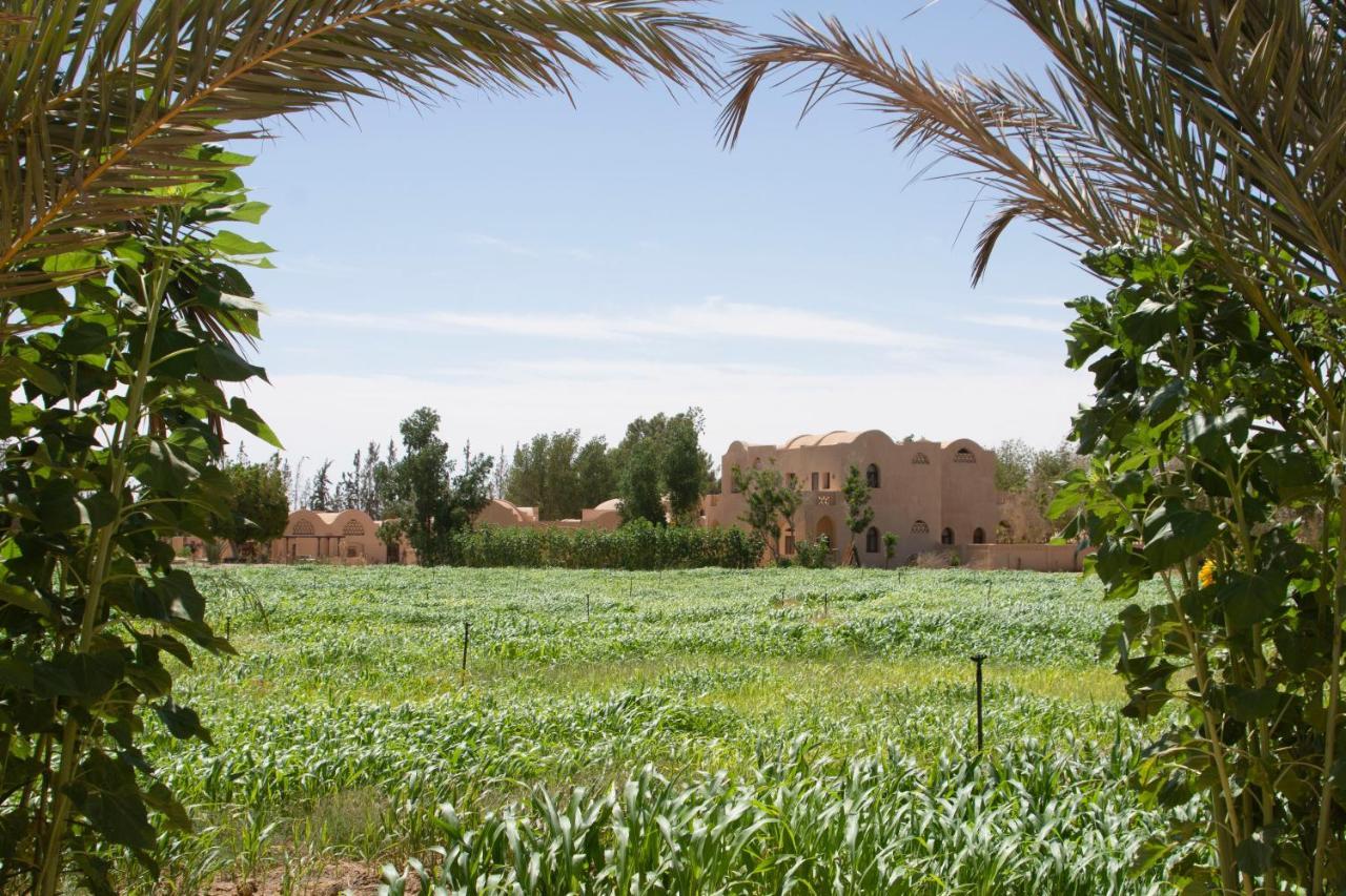Bahariya Oasis Tzila Bahariya 빌라 외부 사진